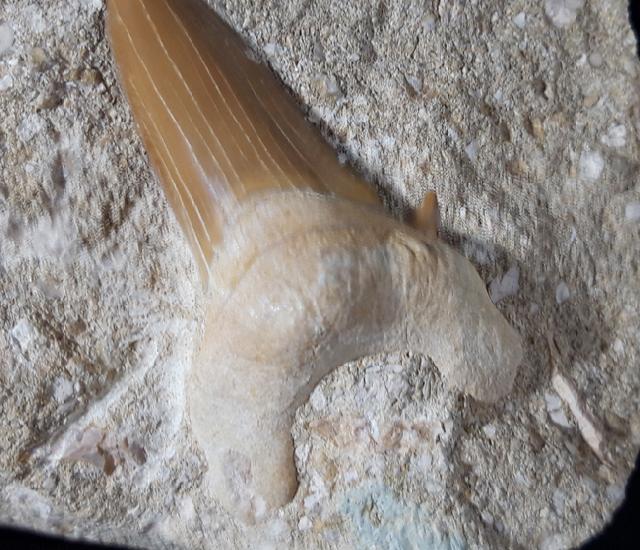 Otodus obliquus AGASSIZ 1843 - Bild © FossNet FossilienStore